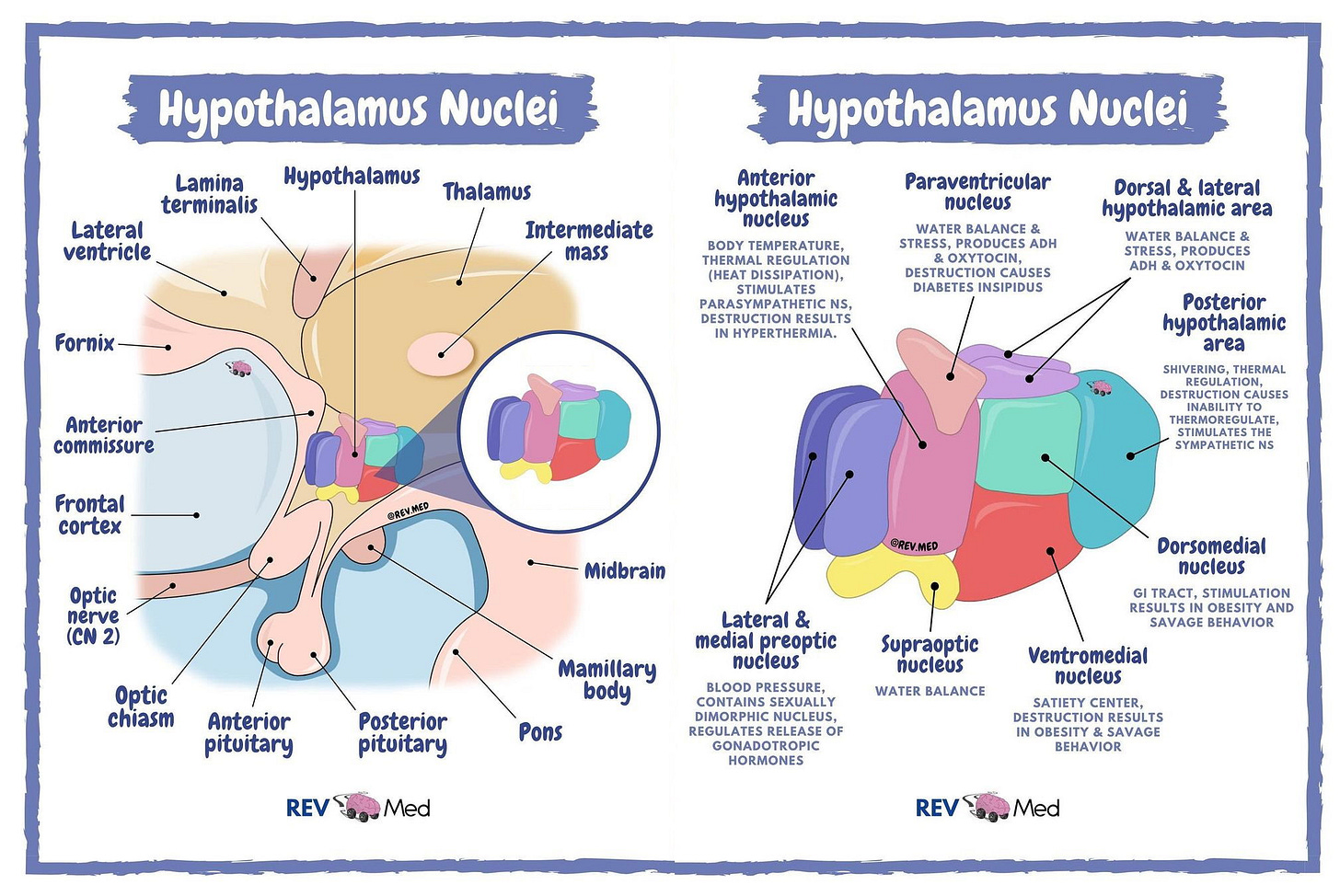 Hypothalamus Anatomy and Hypothalamic Nuclei
 • Anterior ...