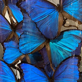Butterfly Lessons