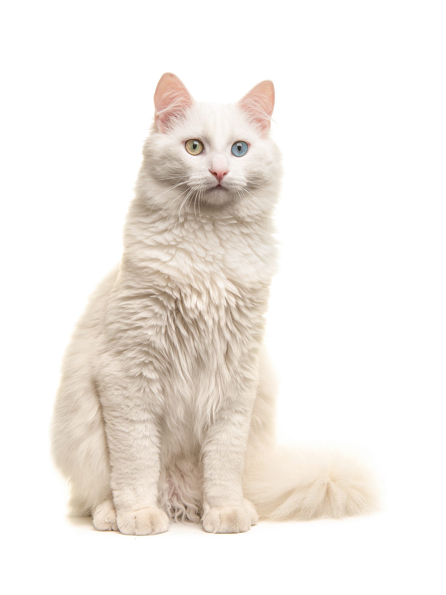 A close-up view of a white Turkish Angora cat in a seated posture on its hind legs