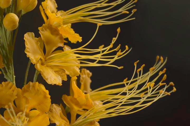 Caesalpinia pulcherrima, Pride of Barbados