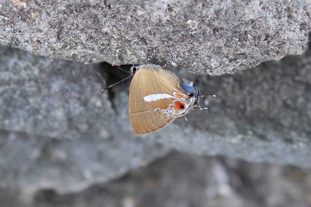another hairstreak butterfly. it looks the same as the other ones but it's tan instead of gray, and has a thick white stripe running through its hind wings, pointing to its rear end which has more orange and a nice blue spot. it's hanging upside-down from a rock, set against more rocks.