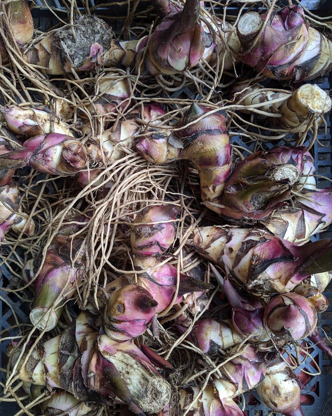 When we say tropical perennials grown as temperate annuals, here is the critical step to make the process sustainable. The roots are cured and stored so they can be sprouted and regrown in the spring. It's a form of seed saving where the seed is a big chunk of plant!! You're seeing achira (Canna edulis) and two different taros (Colacasia esculenta). #seedsaving #seedequalsfood #tropicalperennials #temperateannuals #taro #achira #winterstorage #experimentalroots