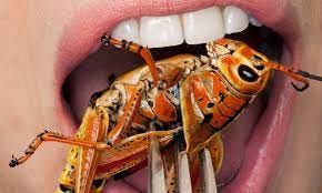 If we want to save the planet, the future of food is insects | Food | The Guardian If we want to save the planet, the future of food is insects | Food | The Guardian
