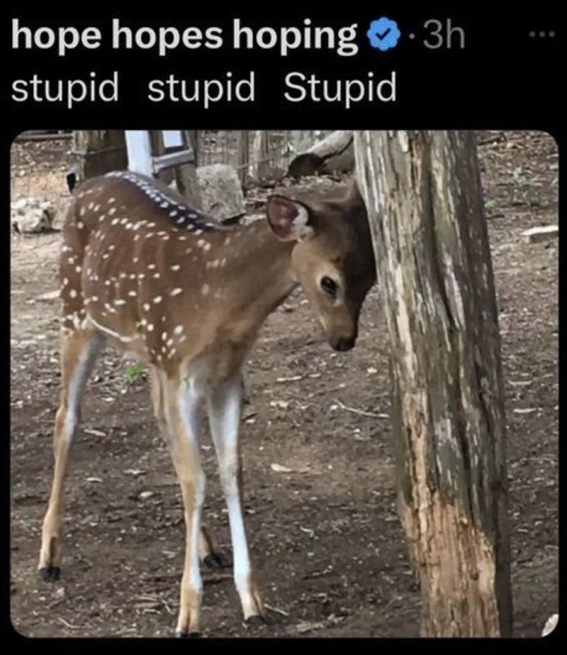 22 Dear Deer Memes Frolicking Around Your Funny Bone to Activate Your  Hooman Humor With Wholesomeness - Animal Comedy - Animal Comedy, funny  animals, animal gifs