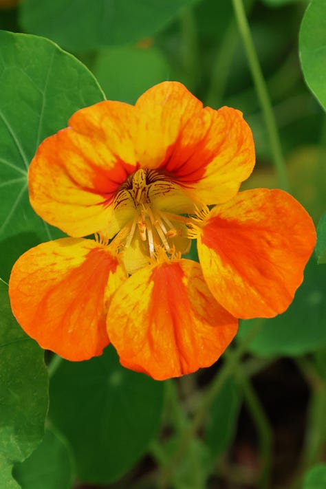 nasturtium flowers