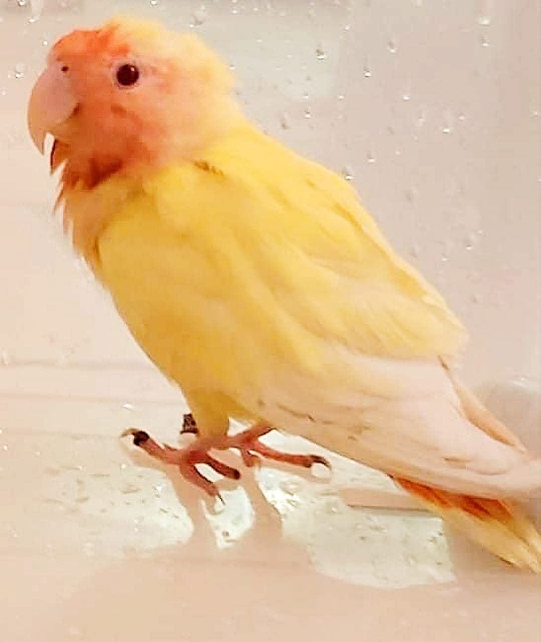 May be an image of lovebird and parrot