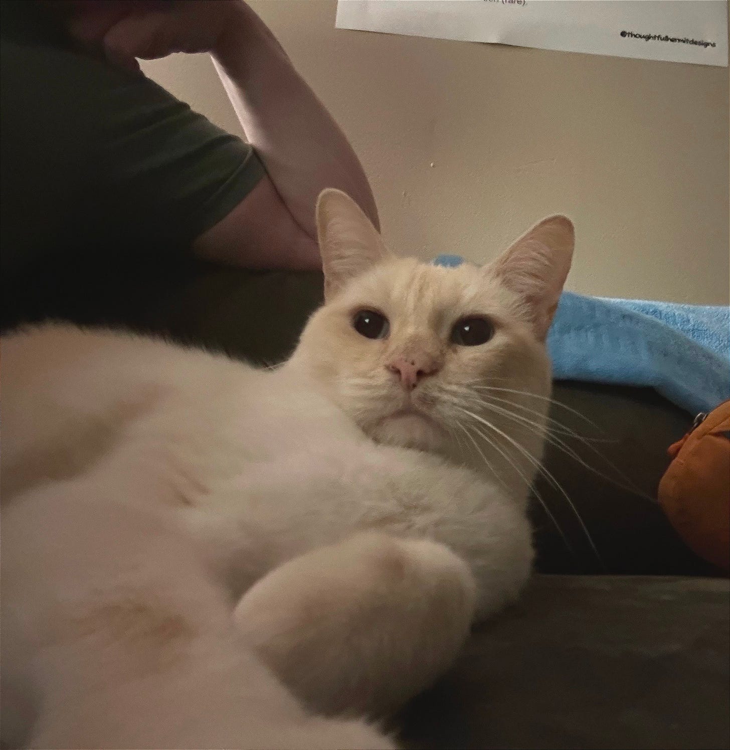 Ziggy is a cream coloured cat and he is laying on the couch. 