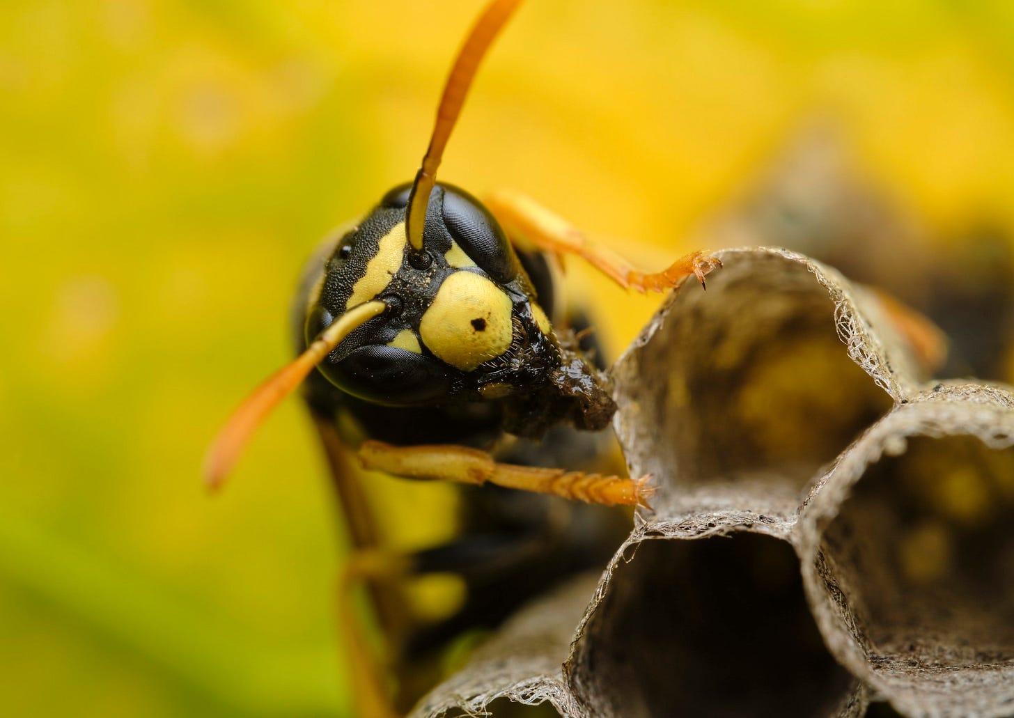 A closeup photograph of a wasp's face showing it standing on part of a wasp nest