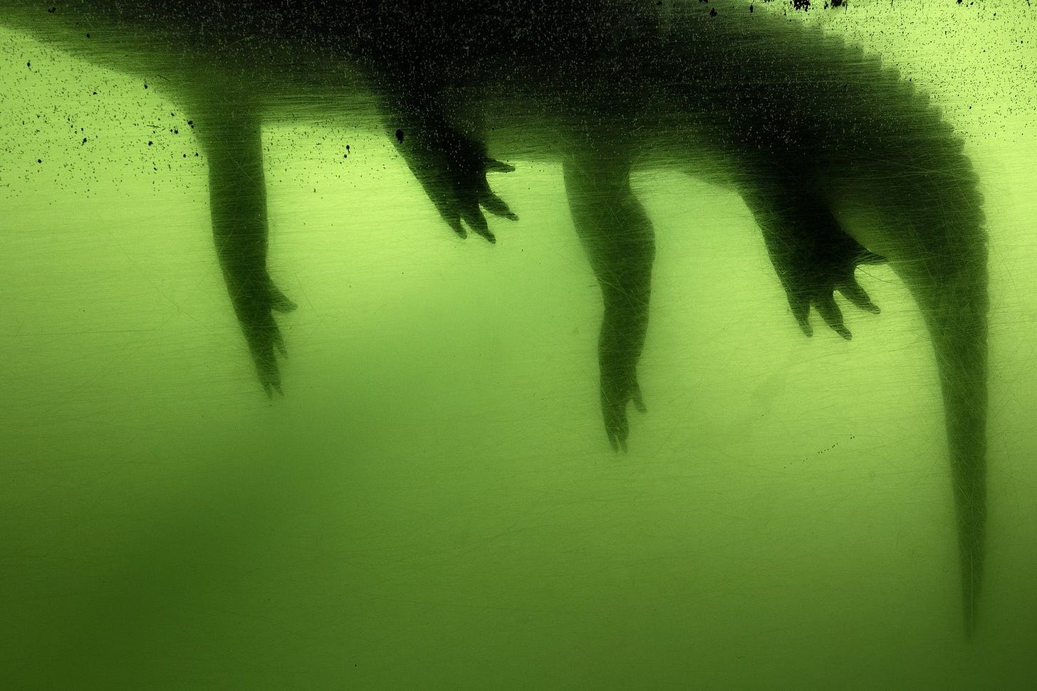 Gator, 2017.jpg Gator, 2017.jpg