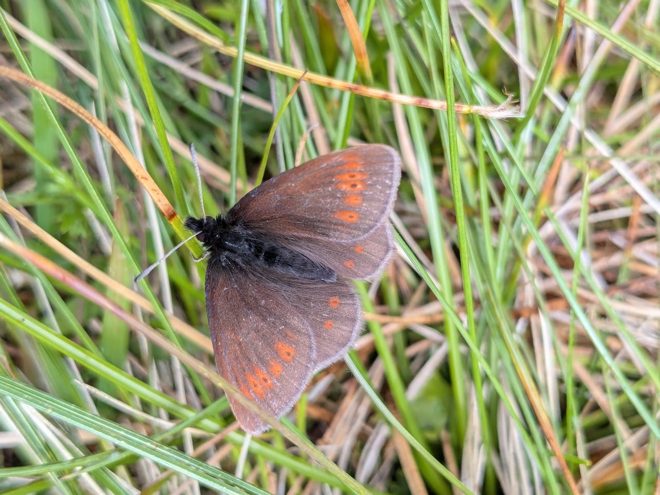Chasing Northern Wings - by High Life Highland Ranger