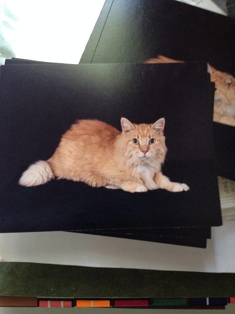 Photo 1: Tuffy; Photo 2: T2 & Maynard; Photo 3: Si