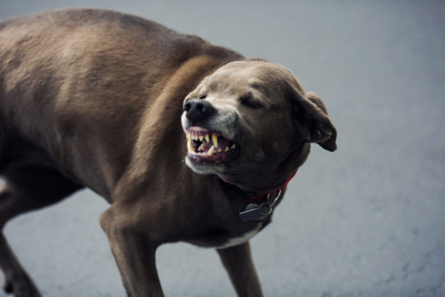 gray dog smiling gray dog smiling
