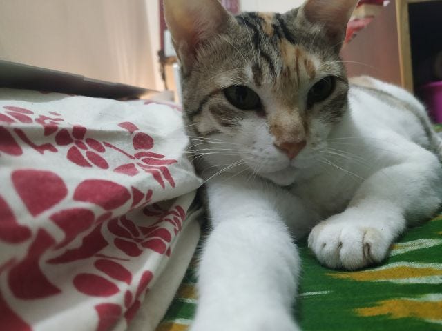 A photo of a cat with stretched out paws and looking straight at the camera. A photo of a cat with stretched out paws and looking straight at the camera.