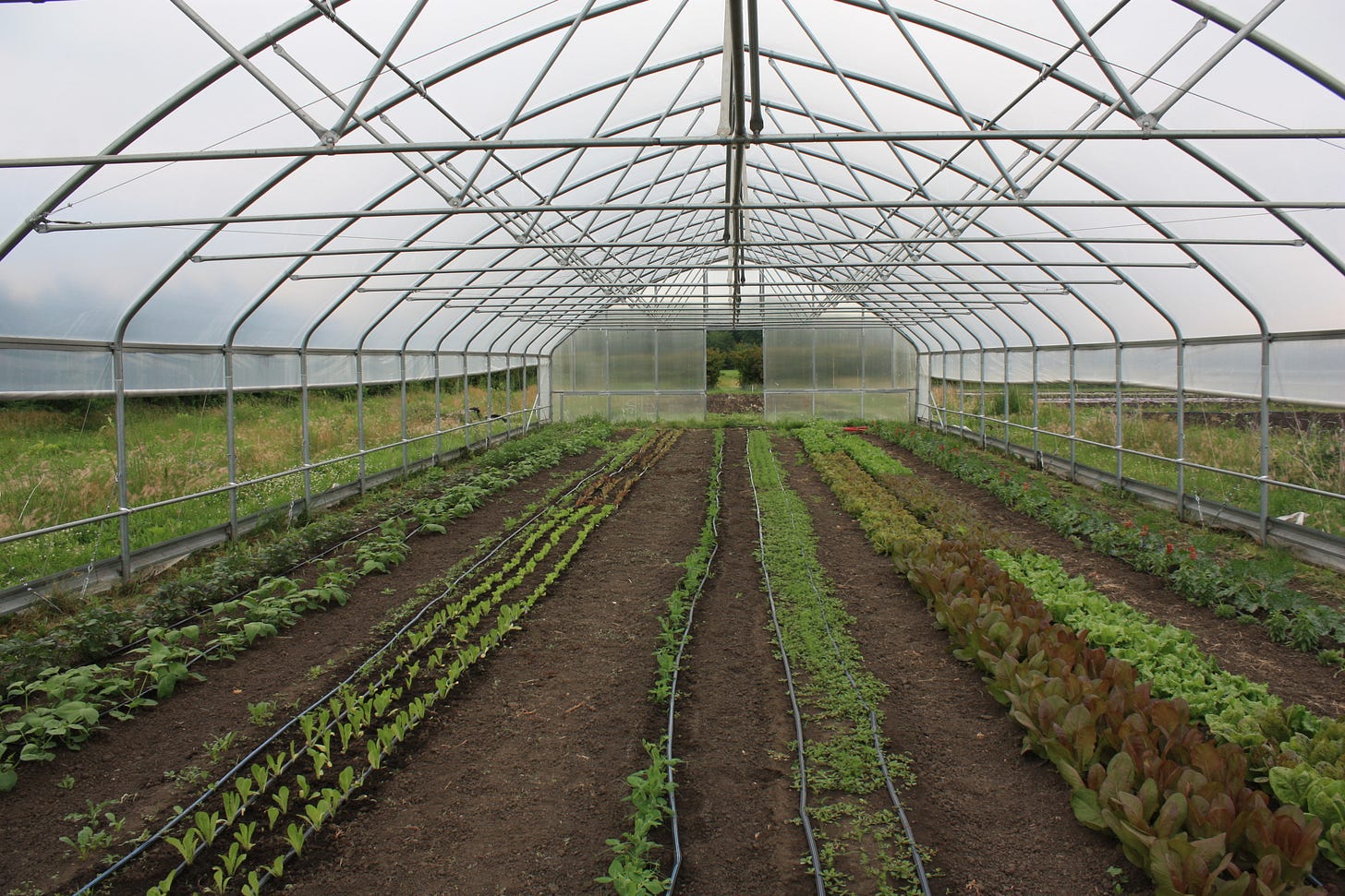 Spring crops in Valhalla high tunnel