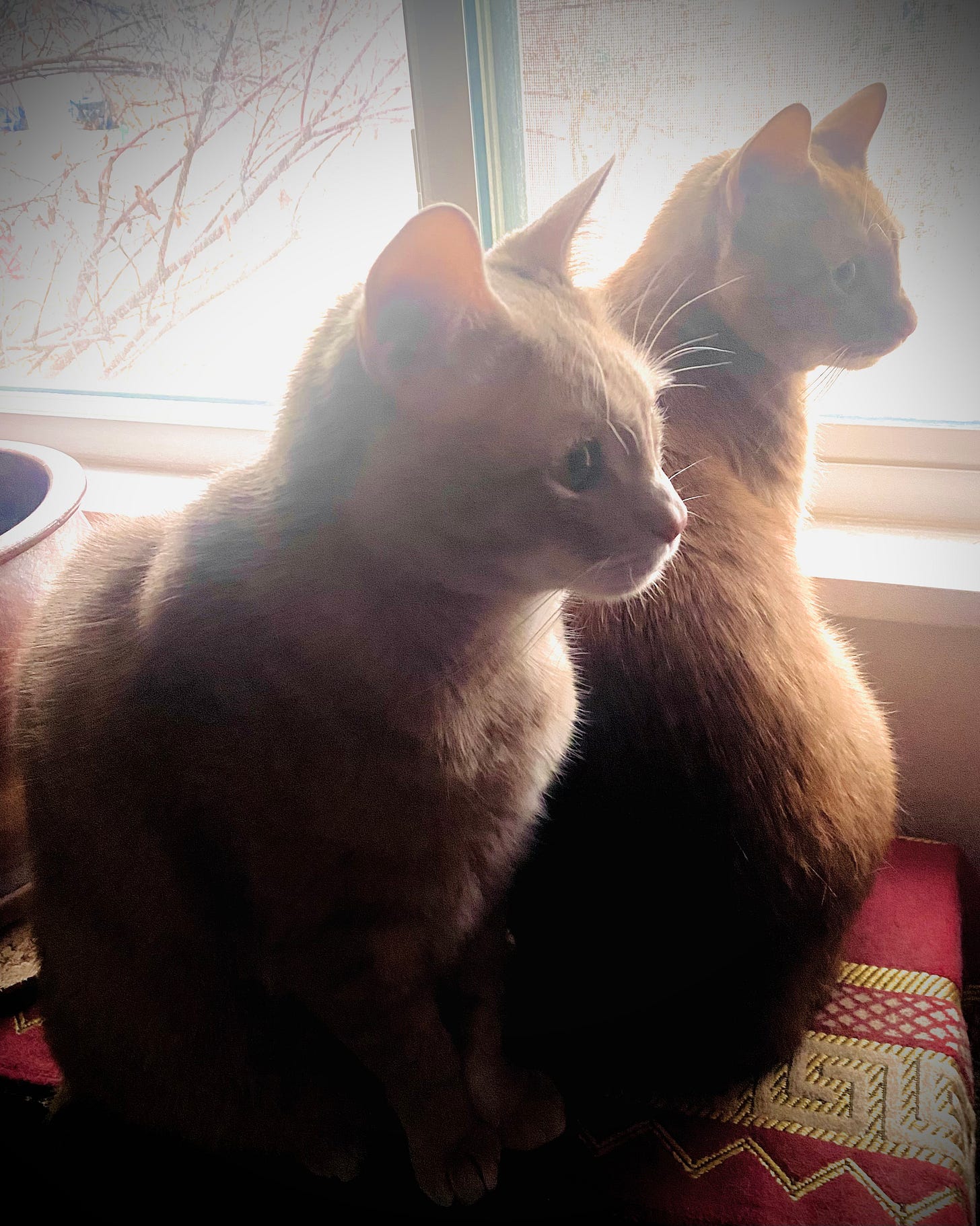 Two orange cats in a window