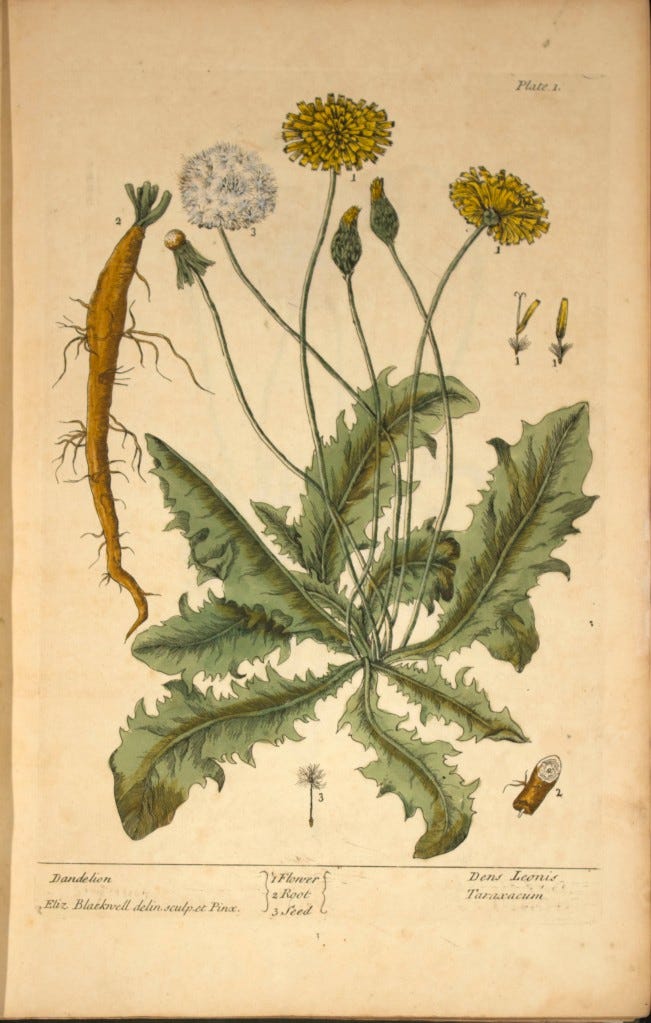 An illustration of a dandelion from a text published in 1737 An illustration of a dandelion from a text published in 1737