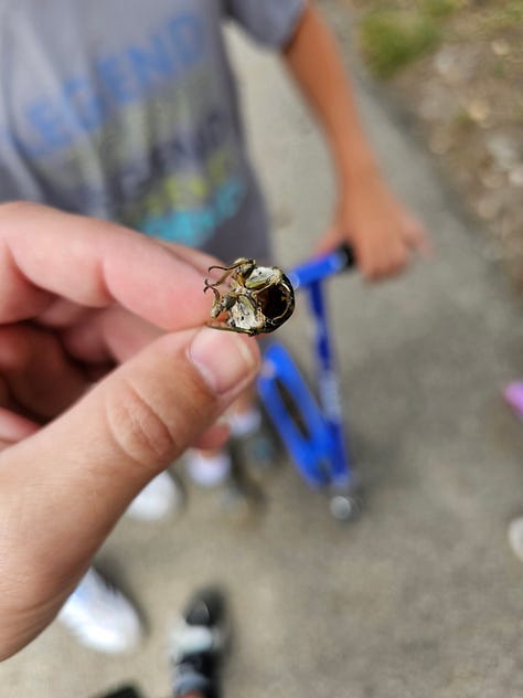Cicadas Missing Heads and Abdomens