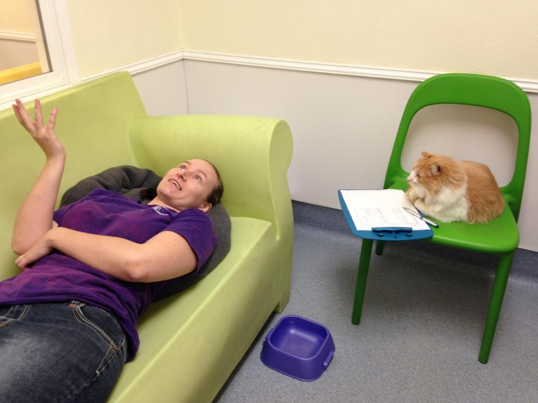 therapist cat | Cats | Know Your Meme