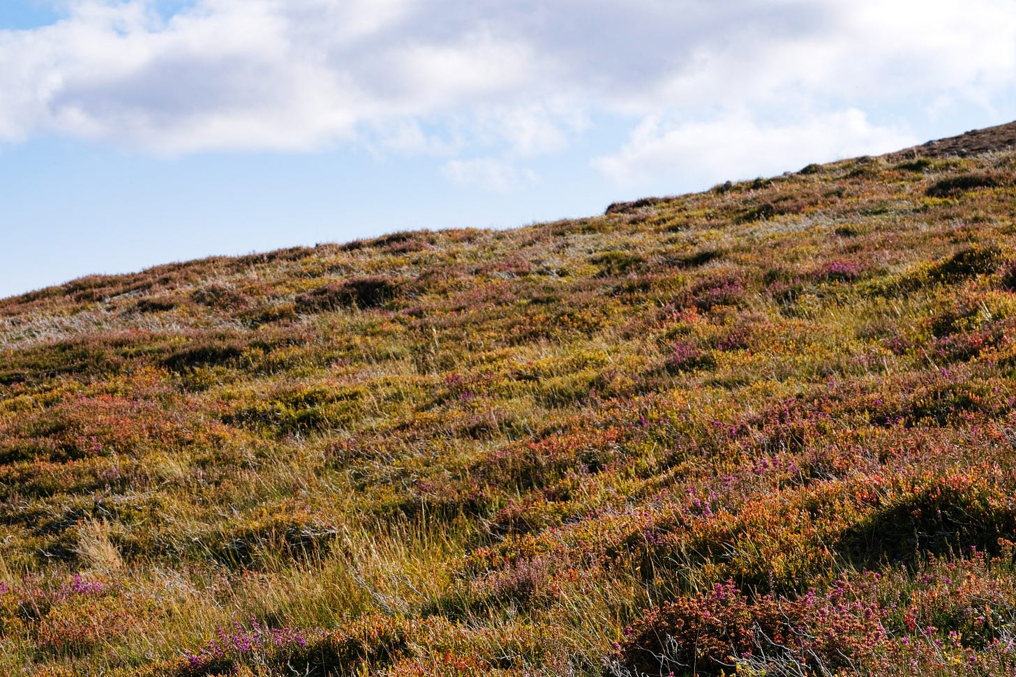 A Highland hillside covered in blooming heather of varying colours, creating a natural patchwork pattern. The mix of purples, pinks, and greens resembles the woven tartans of Scotland.