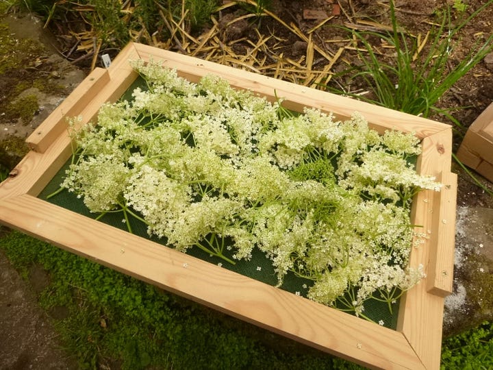 Tray of elderflower heads and close up of flowers