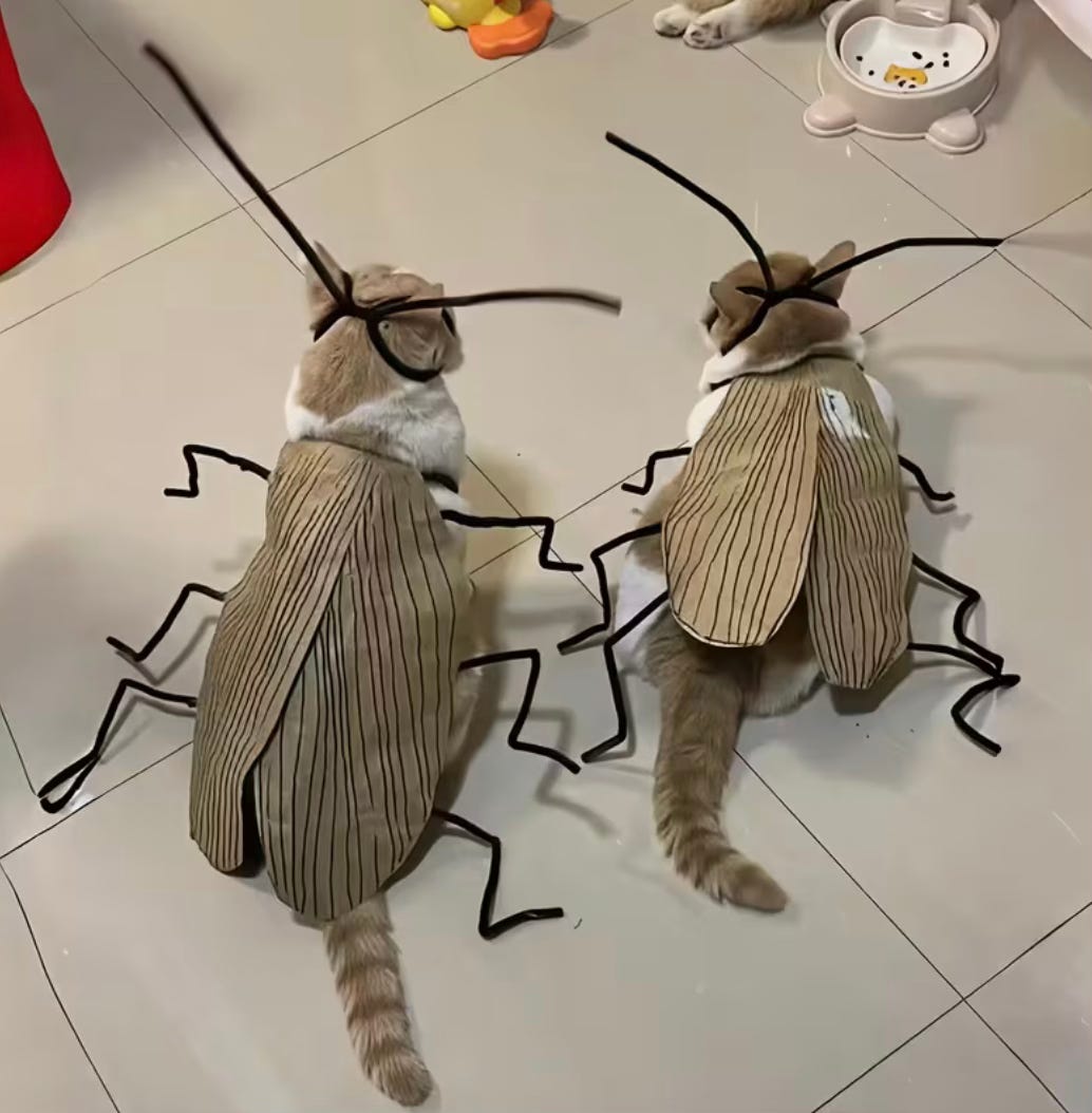 FRIDAY BARGAIN BUCKET ROUND UP - by lucy sweet, image size:1034x1054