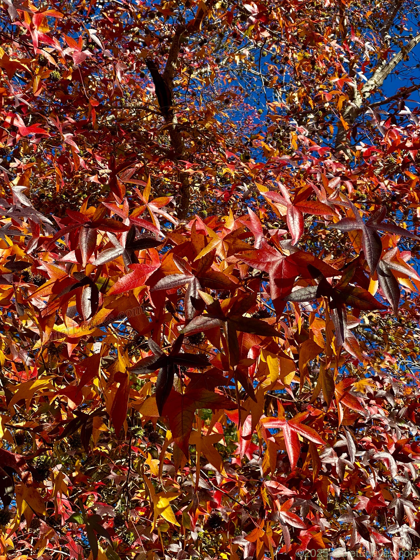 Осенняя листва ликвидамбара смолоносного - оранжевые, красные и пурпурно-коричневые листья