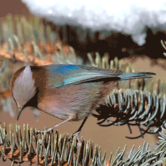 A colorful Chinese high-altitide little bird
