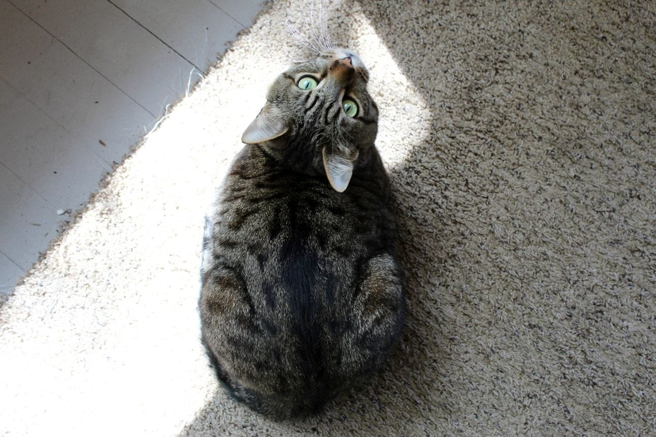 cat cat
