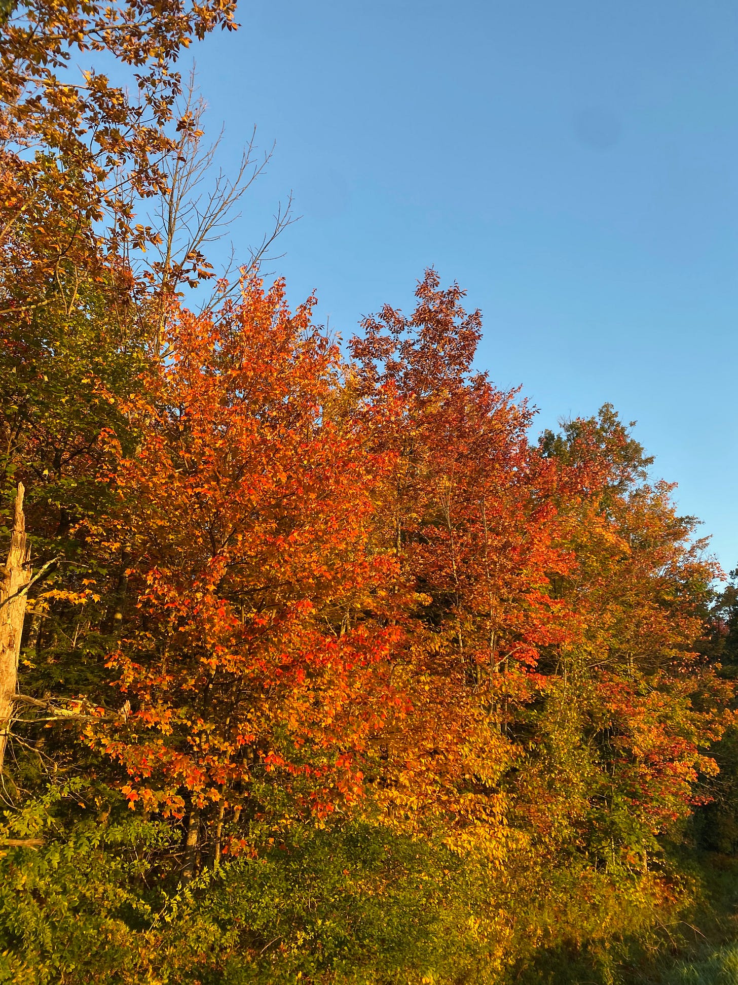 Two bright red and orange trees against a blue sky in the early morning light.
