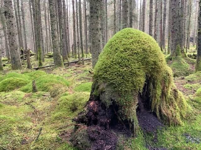 Kielder celebrates a century