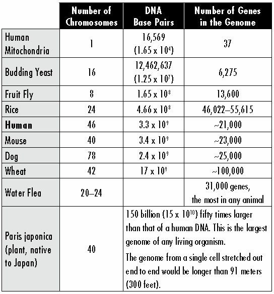 The relative importance of numbers of chromosomes, DNA and genes in living organisms. The relative importance of numbers of chromosomes, DNA and genes in living organisms.
