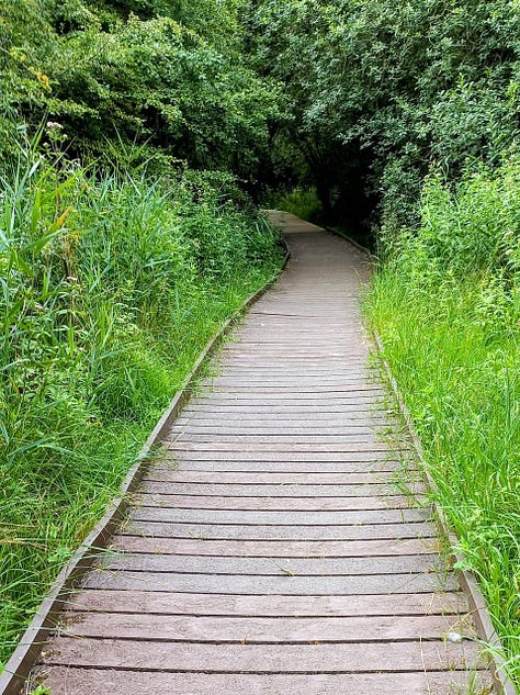 Chalkland path, boardwalk, stepped path