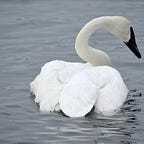 ABCs of multiple sclerosis 