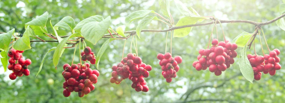 Schisandra chinensis (aka "five flavor fruit")