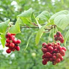 Schisandra chinensis (aka "five flavor fruit")
