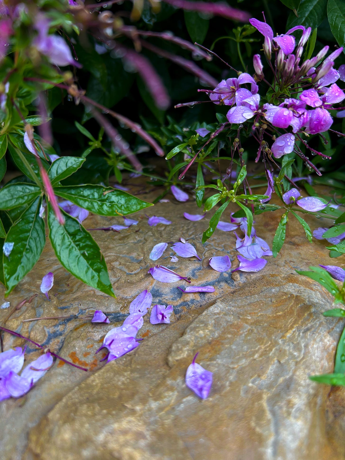 Cleome