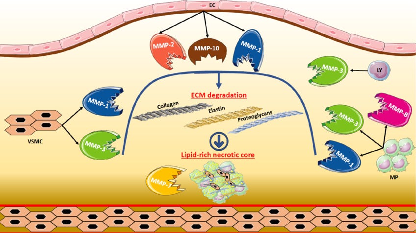 Matrix metalloproteinases (MMPs) as regulators of extracellular matrix ...