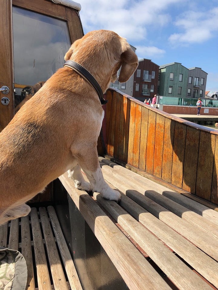 Beagles enjoying the sunshine on the deck of the barge