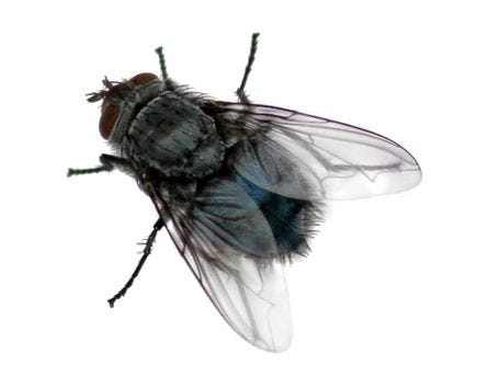 This may contain: a close up of a fly on a white background