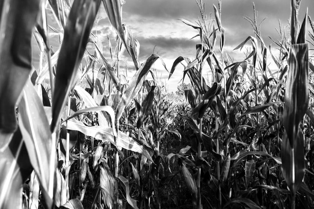 corn field corn field