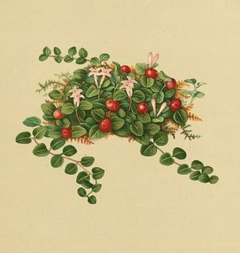 Show 273: Canada Moonseed and Partridgeberry