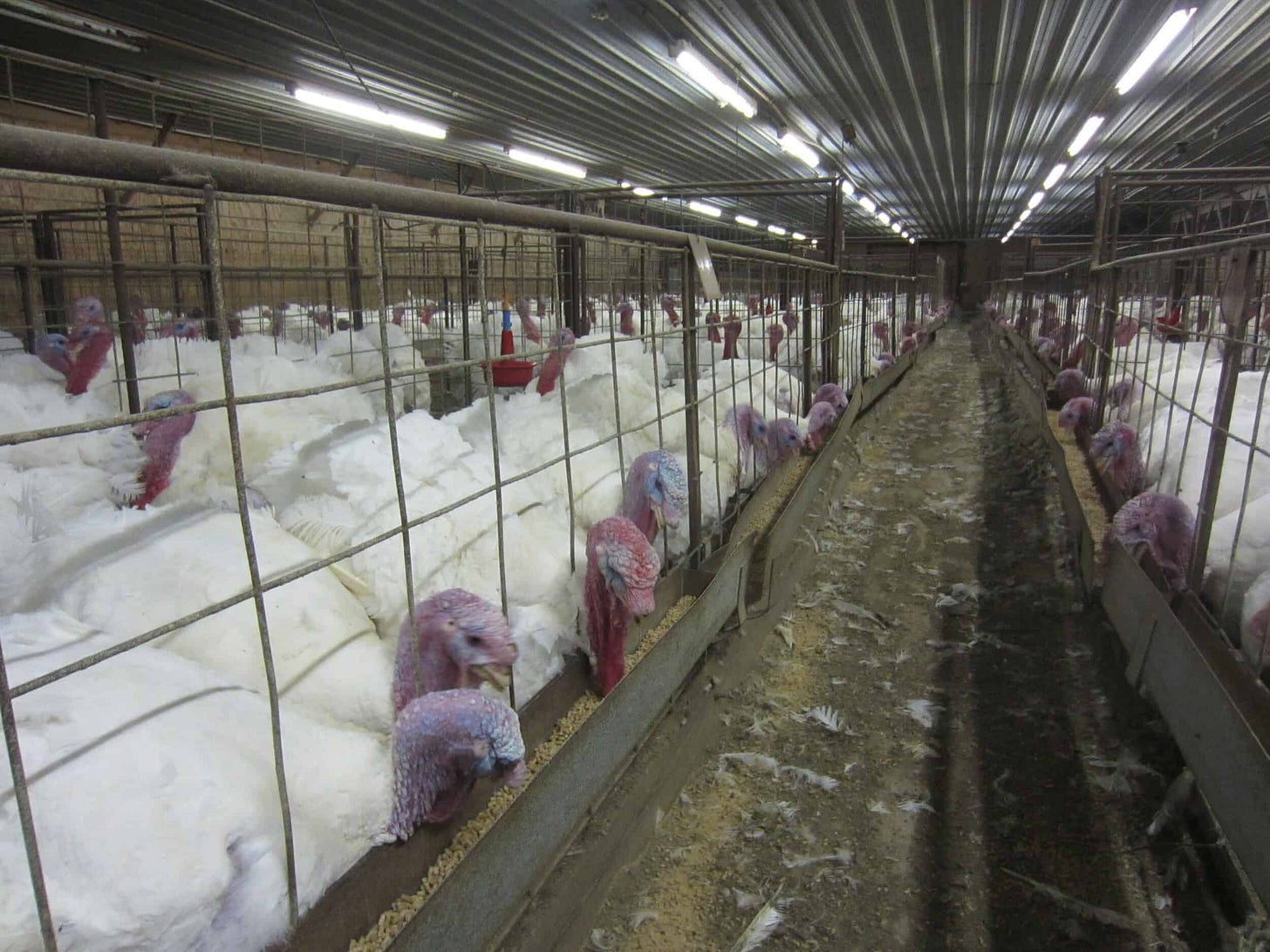 Factory Farming Basics | New Roots Institute