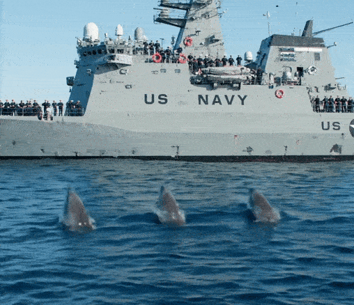 Dolphin_Acrobatic_Video_Ready_.mp4 [optimize output image]