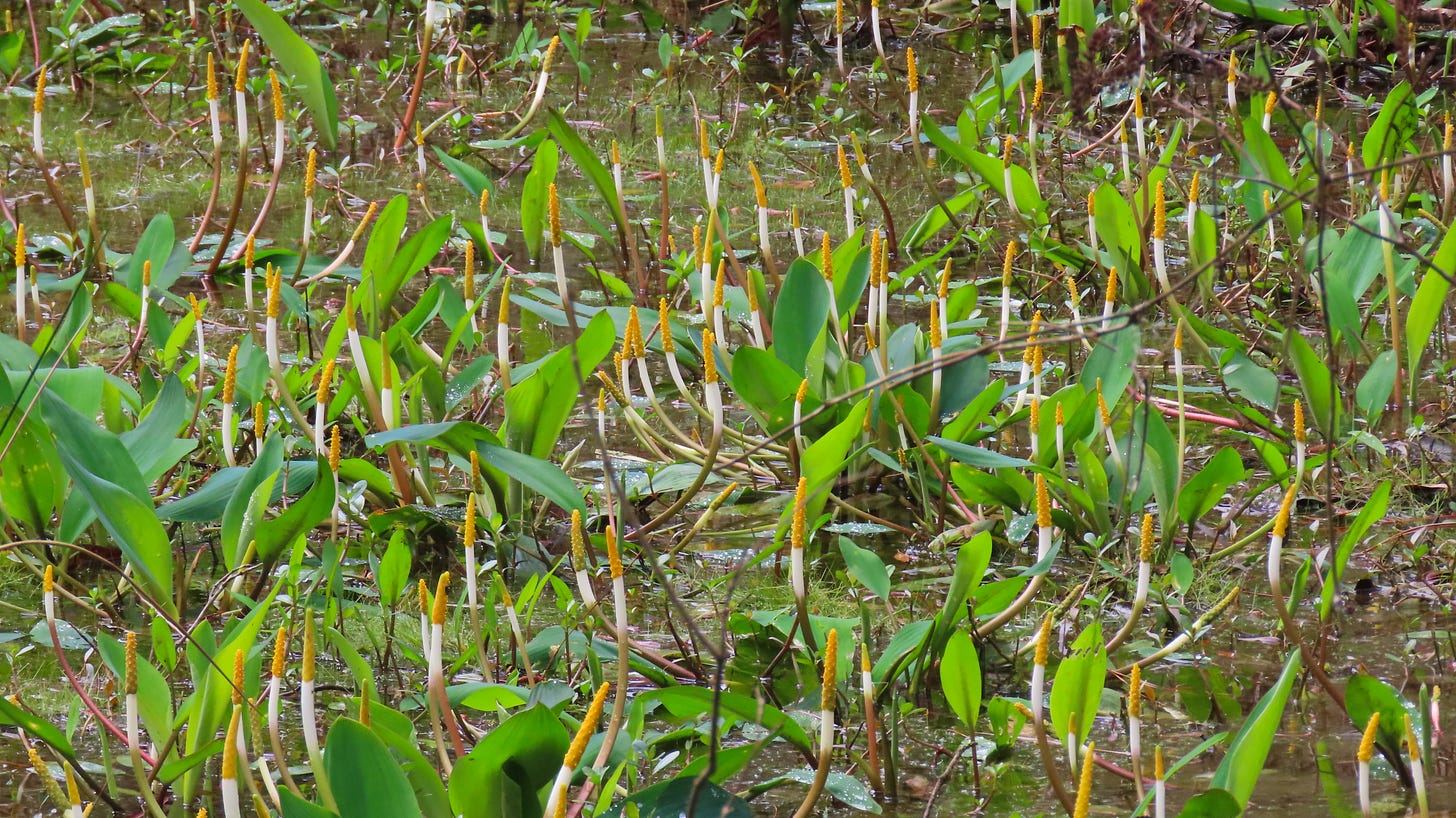 A water plant with large green leaves and a yellow flower that resembles a warty finger tip
