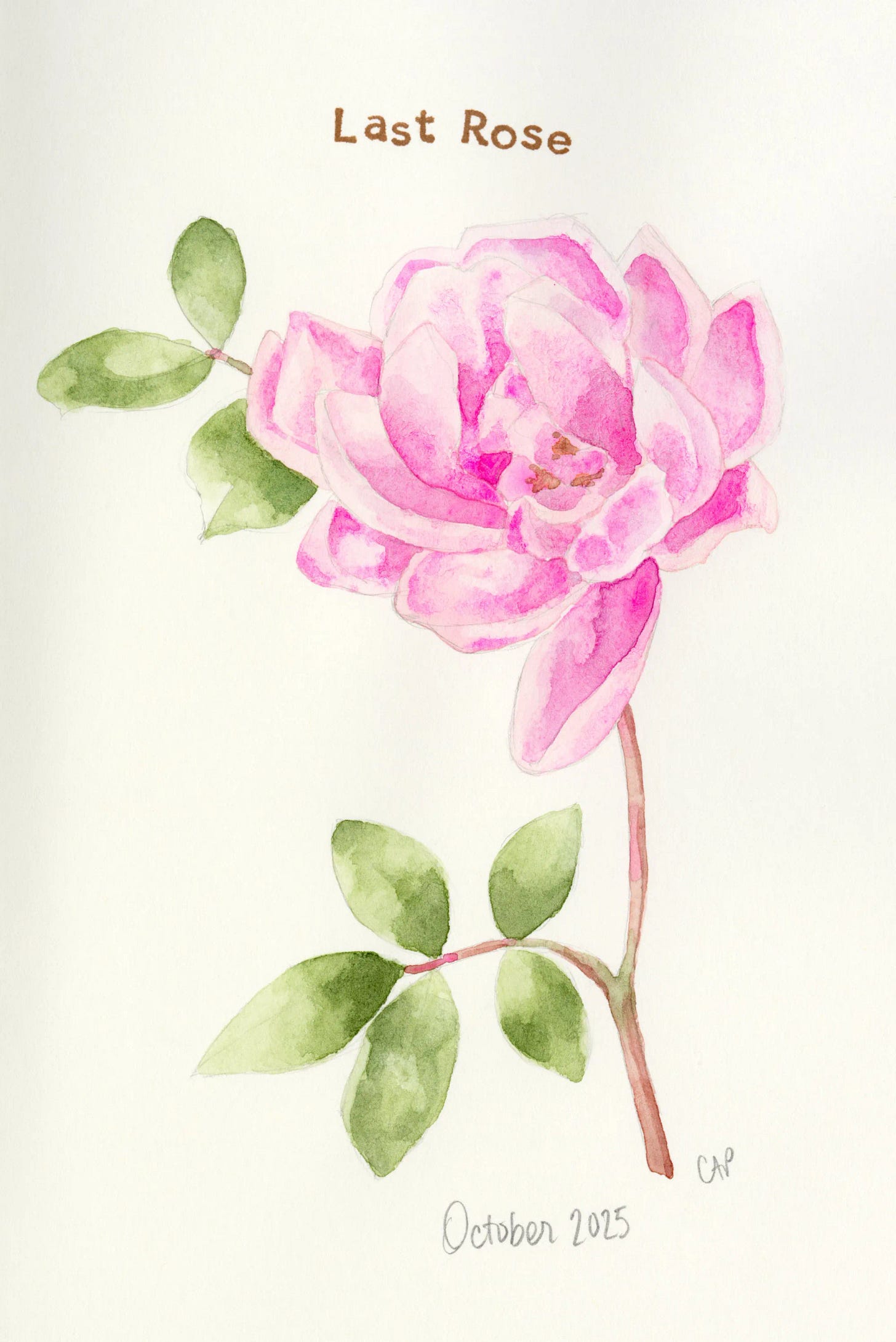 A watercolor sketch of a pink rose.