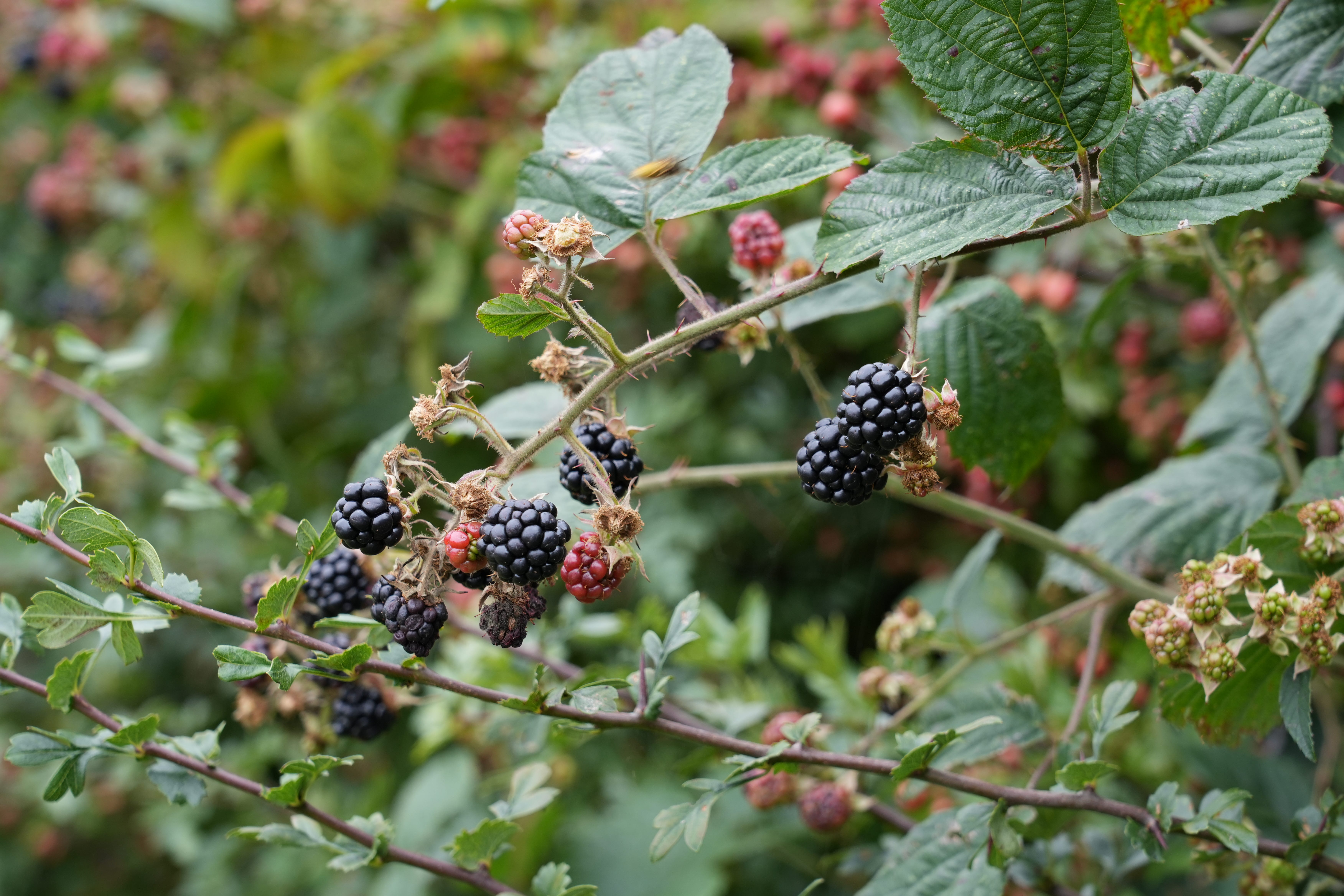 Rubus fruticosus | bramble