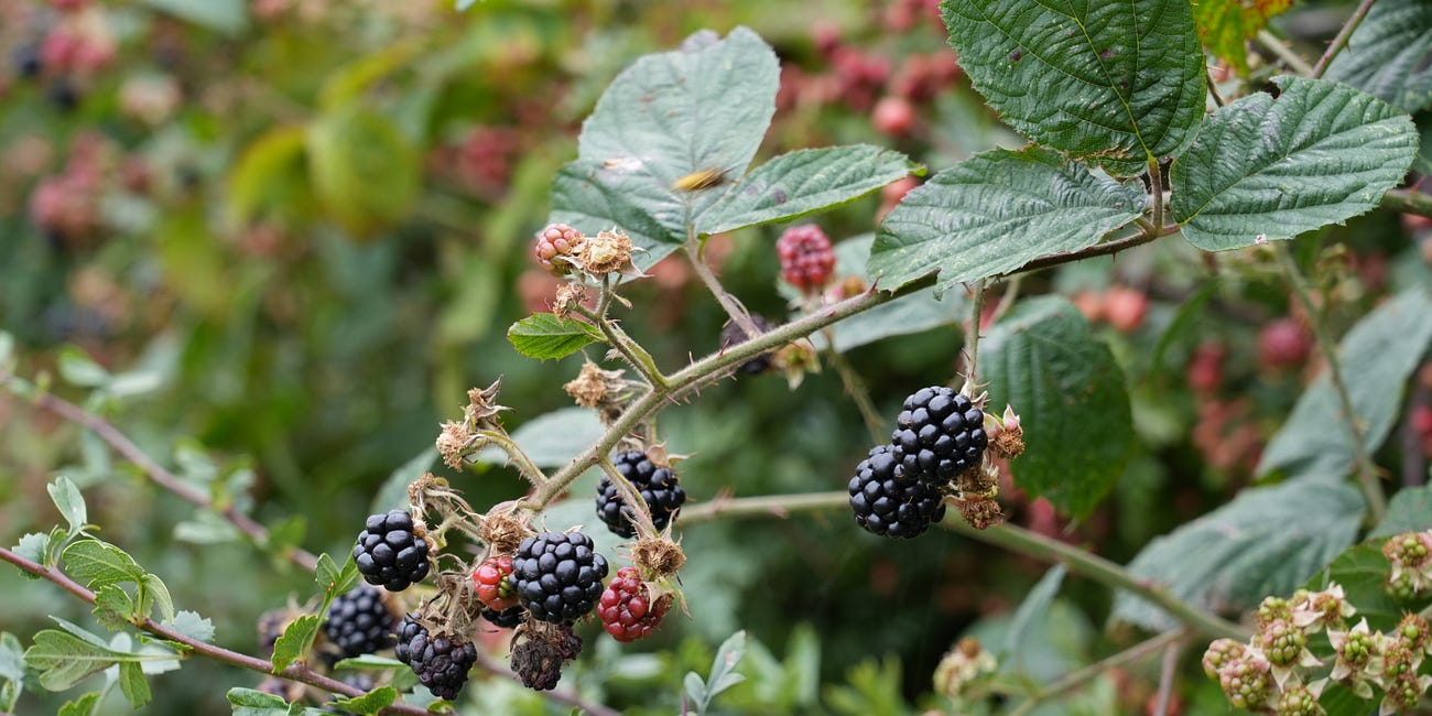 Rubus fruticosus | bramble