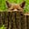 The Fox Blog's avatar