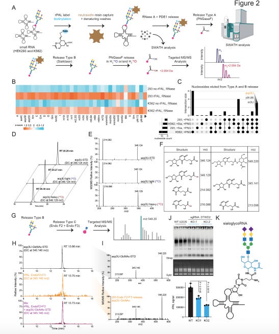 ánuans - rnaページ The modified RNA base acp3U is an attachment site for N-glycans in