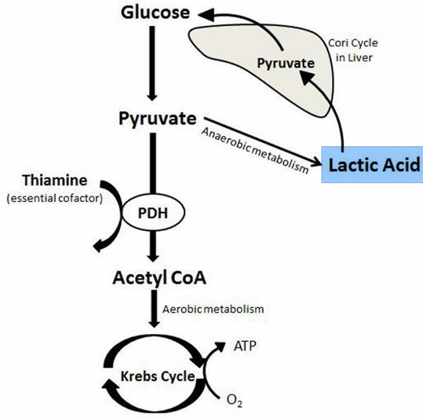 Lactic acid production and metabolism